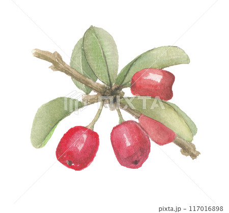 水彩で描いたアセロラ 水彩で描いたアセロラ 117016898