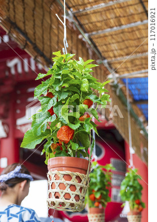 【夏の風物詩】四万六千日・ほおずき市(浅草寺) 【夏の風物詩】四万六千日・ほおずき市(浅草寺) 117016921