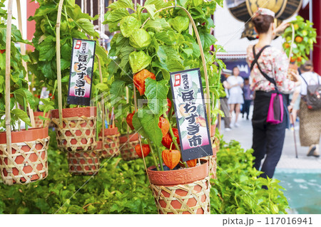 【夏の風物詩】四万六千日・ほおずき市(浅草寺) 【夏の風物詩】四万六千日・ほおずき市(浅草寺) 117016941