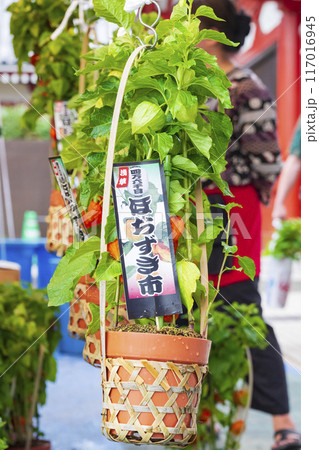 【夏の風物詩】四万六千日・ほおずき市（浅草寺） 117016945
