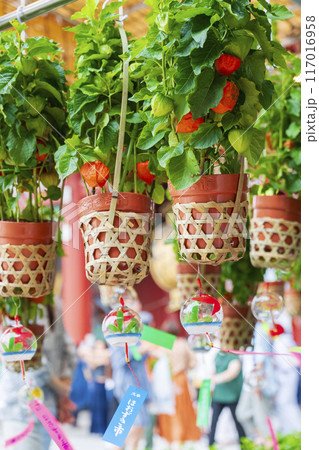 【夏の風物詩】四万六千日・ほおずき市（浅草寺） 117016958