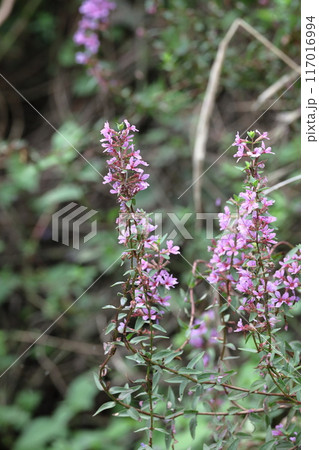 お盆に仏壇に供える花 お盆に仏壇に供える花 117016994