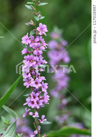 お盆に仏壇に供える花 お盆に仏壇に供える花 117016997
