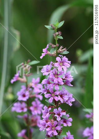 お盆に仏壇に供える花 117016998