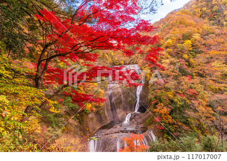 【茨城県】袋田の滝 紅葉 【茨城県】袋田の滝 紅葉 117017007