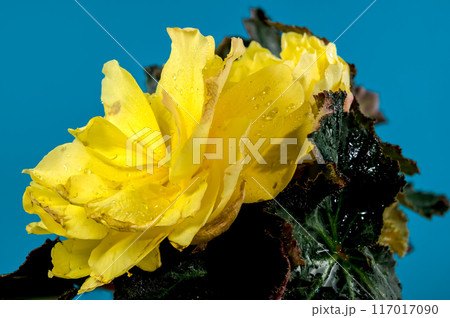 Blooming Yellow terry Begonia on a blue background 117017090
