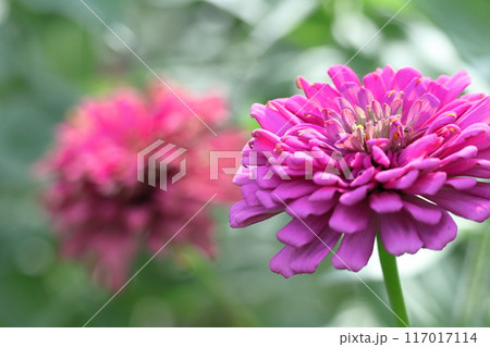 ガーデニングの定番の花 ガーデニングの定番の花 117017114
