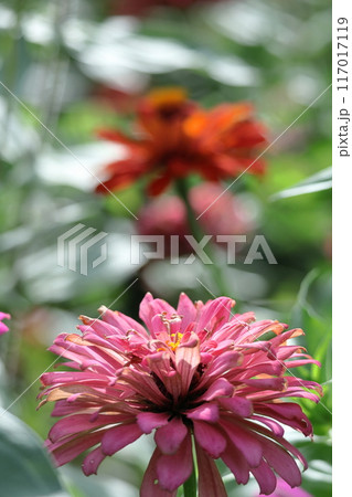 ガーデニングの定番の花 ガーデニングの定番の花 117017119