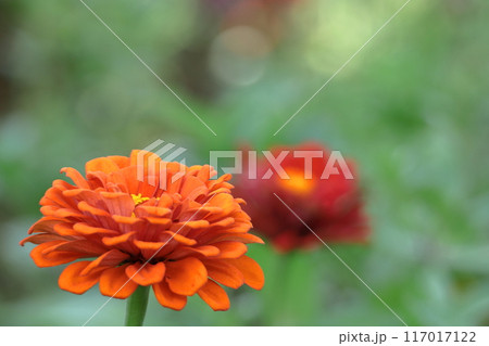ガーデニングの定番の花 117017122