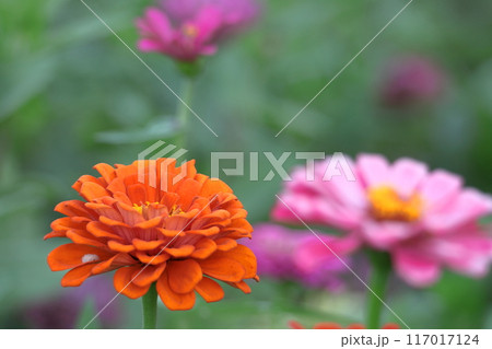 ガーデニングの定番の花 117017124