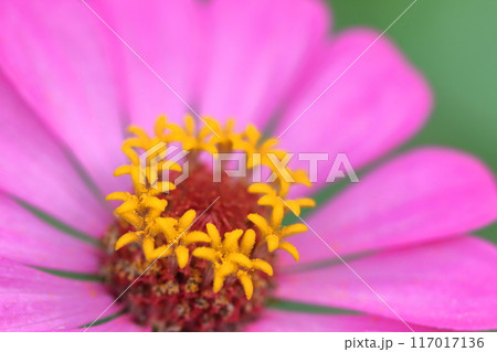 ガーデニングの定番の花 117017136