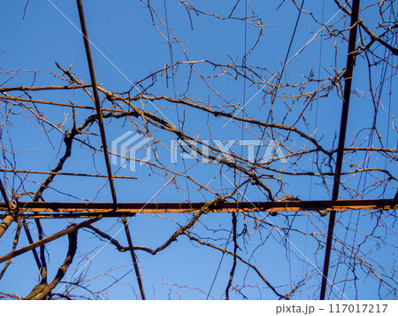 Branches without leaves on metal beams. Vines of grapes in winter. Gardening. Branches without leaves on metal beams. Vines of grapes in winter. Gardening. 117017217