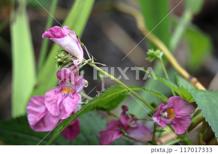 釣り船に似た花 117017333