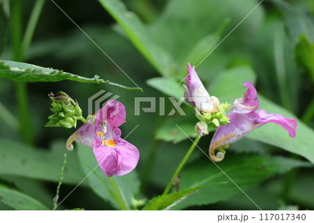 釣り船に似た花 釣り船に似た花 117017340
