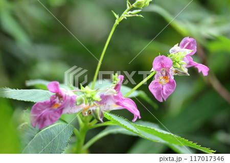 釣り船に似た花 117017346