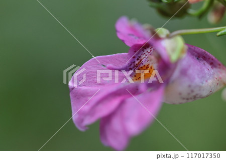 釣り船に似た花 117017350