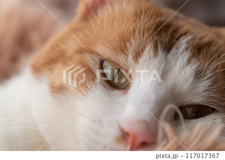 窓辺でくつろぐ猫 茶トラ白 窓辺でくつろぐ猫 茶トラ白 117017367