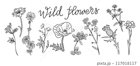 Outline doodle set of wild flowers and calligraphy 117018117