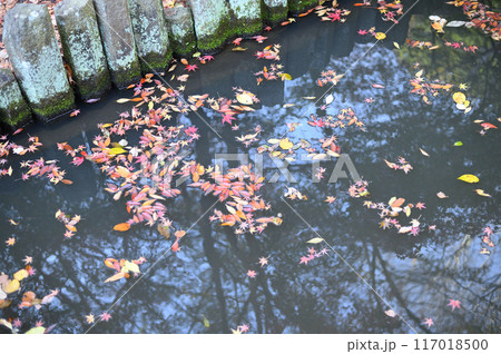 今落ちてきた枯れ葉 117018500