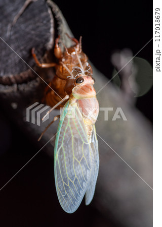 アブラゼミの羽化 アブラゼミの羽化 117018679