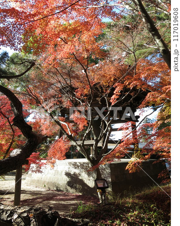 紅葉が美しい松戸市の東漸寺（鐘楼付近） 117019608