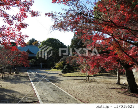 紅葉が美しい松戸市の東漸寺（本堂・参道） 117019625