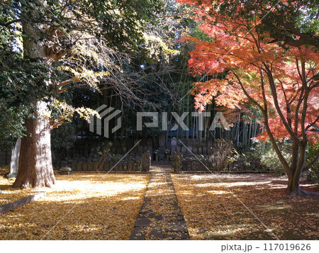紅葉・黄葉が美しい松戸市の東漸寺(石仏群付近) 紅葉・黄葉が美しい松戸市の東漸寺(石仏群付近) 117019626