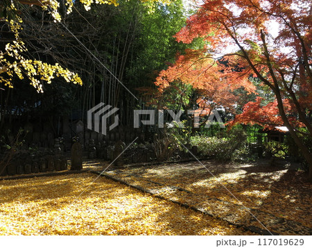 紅葉・黄葉が美しい松戸市の東漸寺(石仏群付近) 紅葉・黄葉が美しい松戸市の東漸寺(石仏群付近) 117019629