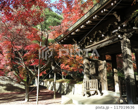 紅葉が美しい松戸市の東漸寺（中雀門付近） 117019636