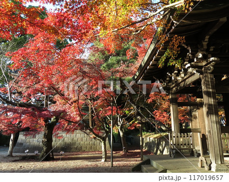 紅葉が美しい松戸市の東漸寺（中雀門・鐘楼付近） 117019657