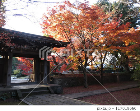 紅葉が美しい松戸市の東漸寺（中雀門付近） 117019660