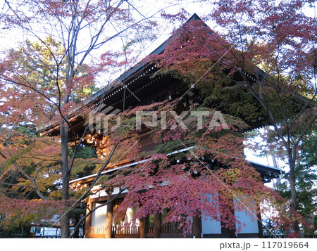 紅葉が美しい松戸市の東漸寺（山門） 117019664