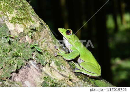 樹上生活のモリアオガエル 117019795