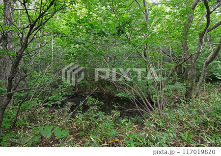 産卵期が過ぎたモリアオガエルの産卵池 117019820