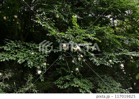 池の上の木に産み付けたモリアオガエルの卵 池の上の木に産み付けたモリアオガエルの卵 117019825