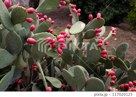 Opuntia ficus-indica Opuntia ficus-indica 117020125