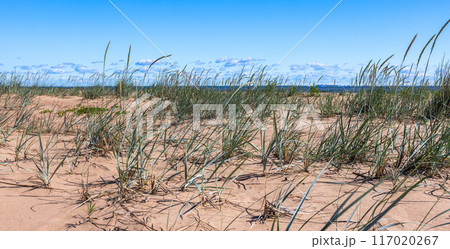 Baltic Sea coast natural panoramic background photo Baltic Sea coast natural panoramic background photo 117020267