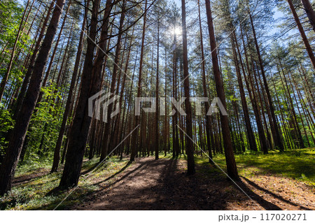 Pine tree forest landscape with a backlight, natural background photo Pine tree forest landscape with a backlight, natural background photo 117020271