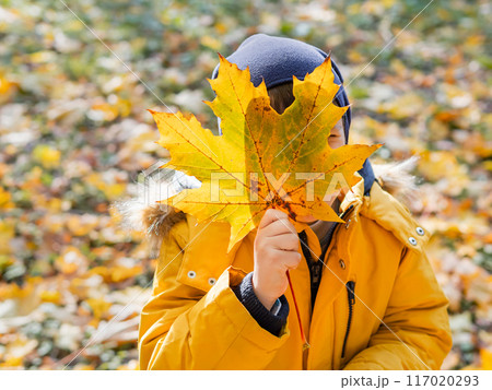 Little boy is hiding behind bright yellow maple leaf. Autumn fun with fallen leaves in park. Leisure activity outdoors. Autism. Autism spectrum disorder. 117020293