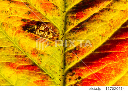 Closeup autumn fall extreme macro texture view of red orange wood sheet tree leaf glow in sun background. Inspirational nature october or september wallpaper. Change of seasons concept Closeup autumn fall extreme macro texture view of red orange wood sheet tree leaf glow in sun background. Inspirational nature october or september wallpaper. Change of seasons concept 117020614