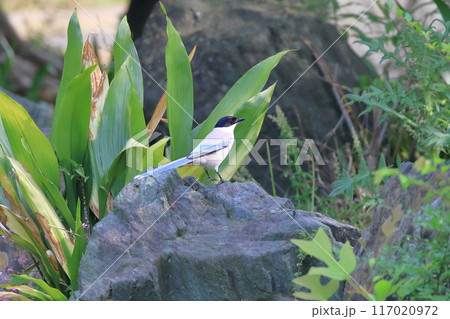 あたりをうかがうオナガ　　　 117020972