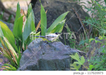 あたりをうかがうオナガ　　　 117020973