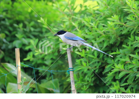 あたりをうかがうオナガ あたりをうかがうオナガ 117020974