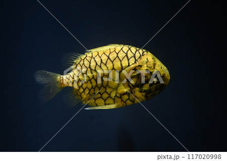 マツカサウオ 117020998