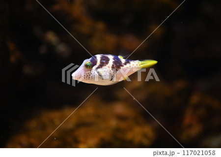 シマキンチャクフグ シマキンチャクフグ 117021058