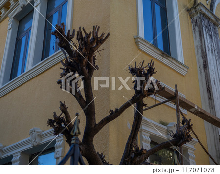 Trimmed trees. Trees with pruned branches. The work of gardeners. Seasonal work. Trimmed trees. Trees with pruned branches. The work of gardeners. Seasonal work. 117021078