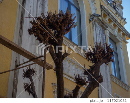 Trimmed trees. Trees with pruned branches. The work of gardeners. Seasonal work. 117021081