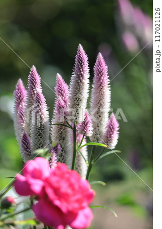 燃え上がる炎の花 燃え上がる炎の花 117021126