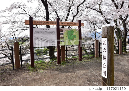 甲州市 旧勝沼駅の勝沼鉄道遺産記念公園(甚六桜公園)散策路と満開桜 甲州市 旧勝沼駅の勝沼鉄道遺産記念公園(甚六桜公園)散策路と満開桜 117021150