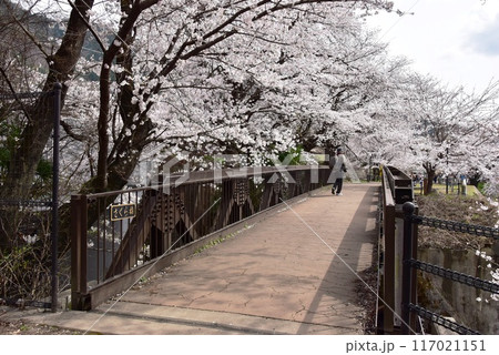 甲州市 旧勝沼駅の勝沼鉄道遺産記念公園(甚六桜公園)さくら橋と満開桜 甲州市 旧勝沼駅の勝沼鉄道遺産記念公園(甚六桜公園)さくら橋と満開桜 117021151